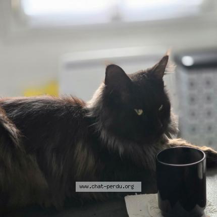 Photo 1/1 Baguera Chat lost in Rieux