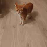 Picture of cat lost at Mouzeil