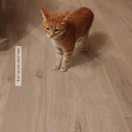 Photo 1/3 Toffee Chat lost in Mouzeil