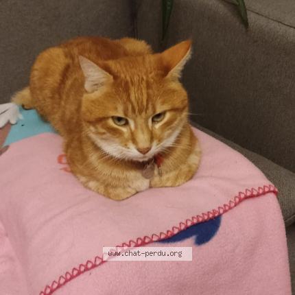 Photo 3/3 Toffee Chat lost in Mouzeil