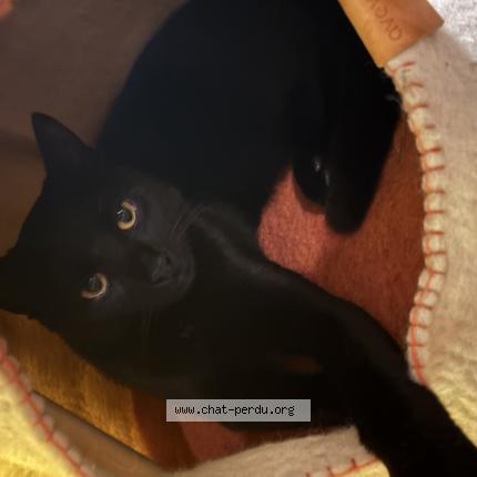 Foto 1/1 Kat teruggevonden Vermist in Arlon