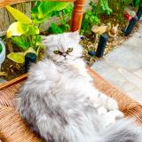 Picture of cat lost at Pithiviers Le Vieil