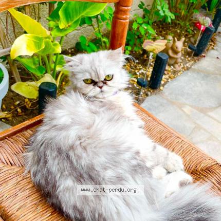 Photo 1/1 Gysmo Chat lost in Pithiviers le vieil