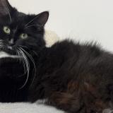 Picture of cat lost at Bruxelles