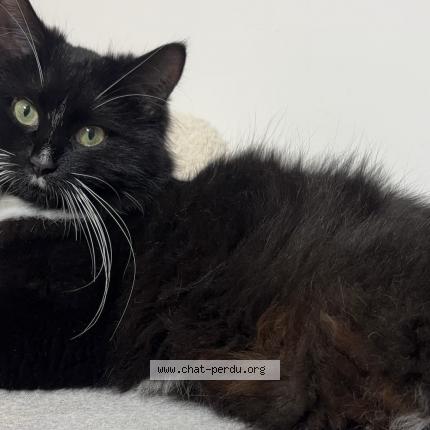 Photo 1/1 Luna Chat lost in Bruxelles