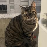 Rajah