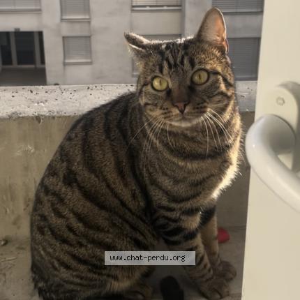 Foto 1/1 Wiedergefundene Katze Verloren in Yverdon Les Bains