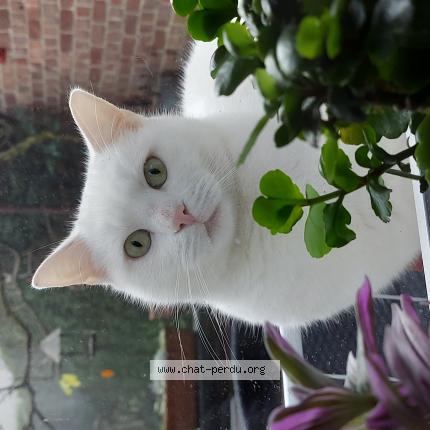 Foto 1/1 Kat teruggevonden Vermist in Liege
