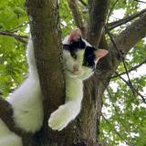 Picture of cat lost at Ville En Selve