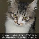 Picture of cat lost at Rive De Gier