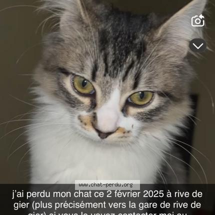 Photo 1/1 nayah Chat lost in Rive de gier