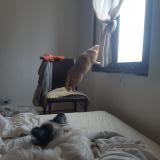 Picture of cat lost at Saint Dizier