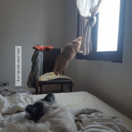 Photo 1/1 Minou Chat lost in Saint dizier