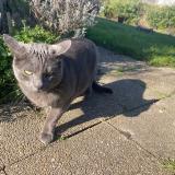 Picture of cat found at Lagny Sur Marne