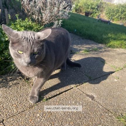 Photo 1/1 Cat reunited Found in Lagny sur marne
