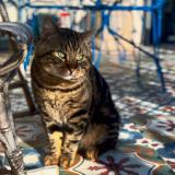 Picture of cat lost at Montmorency