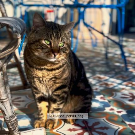 Photo 1/1 Monsieur le Chat Chat lost in Montmorency