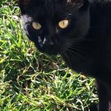 Picture of cat lost at Guerande