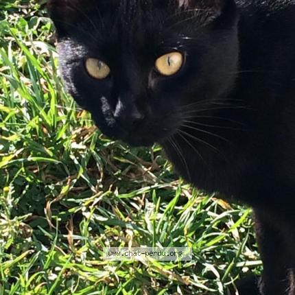 Photo 1/1 Elaine Cofield Chat lost in Guerande