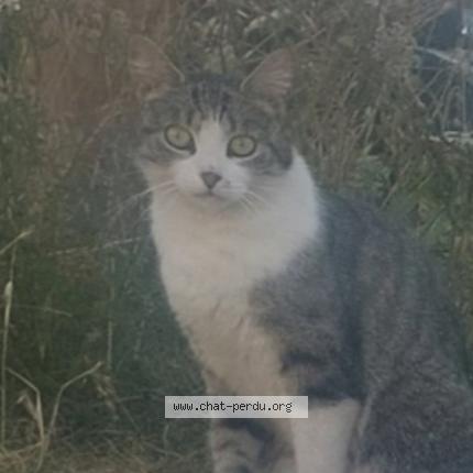Photo 1/1 Cat reunited Found in Begles