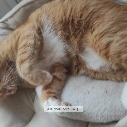 Foto van vermiste kat in Bruxelles