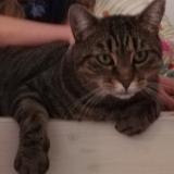 Picture of cat lost at St Jean Le Blanc