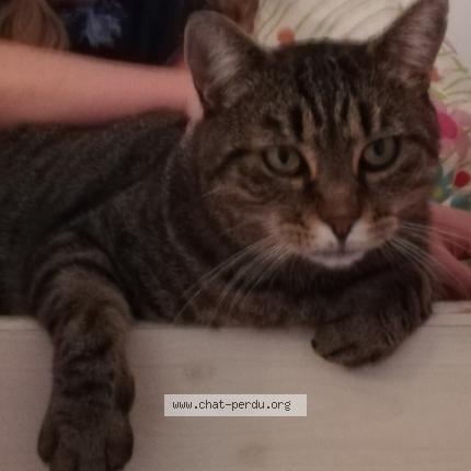 Photo 1/1 Saphir Chat lost in St jean le blanc