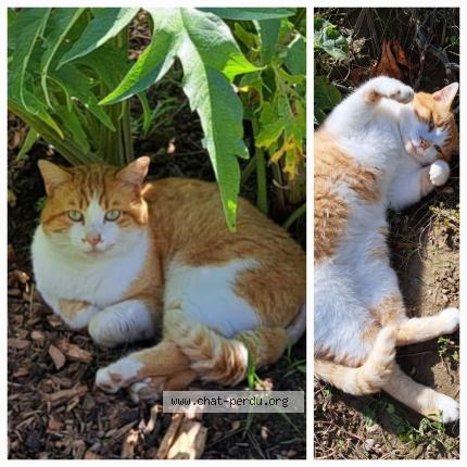 Photo 1/1 Cat reunited Lost in Fontaines st martin