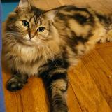 Picture of cat lost at Dijon