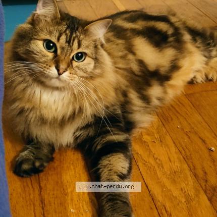 Photo 1/1 Floky Chat lost in Dijon