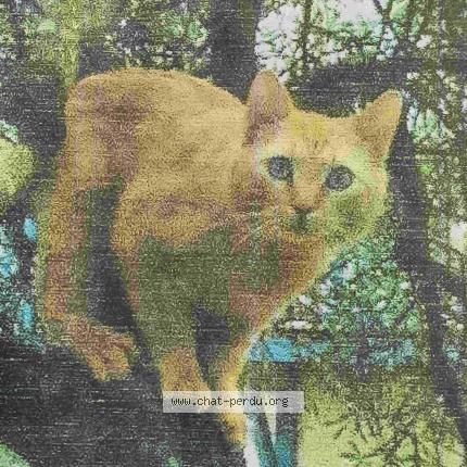 Photo 1/2 Cat reunited Lost in St herblain