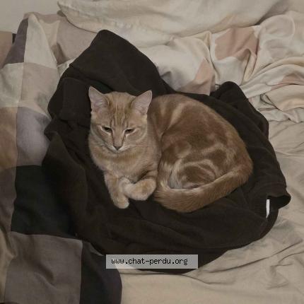 Photo 1/2 Cat reunited Lost in Marseille