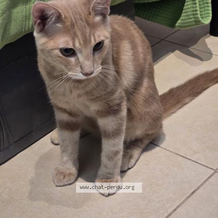 Photo 2/2 Cat reunited Lost in Marseille