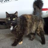 Picture of cat lost at Vileneuve D Ascq