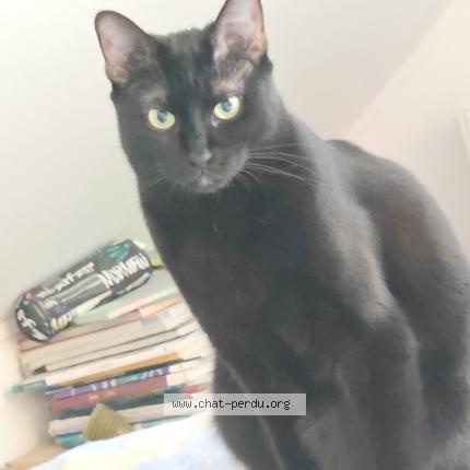 Foto 1/1 Wiedergefundene Katze Verloren in Esch Sur Alzette