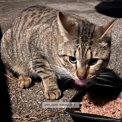 Photo 2/2 Found cat Found in Villeurbanne