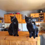 Picture of cat lost at Froideconche