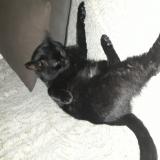 Picture of cat lost at Clichy