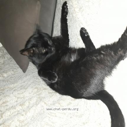 Photo 1/1 Guizmo Chat lost in Clichy