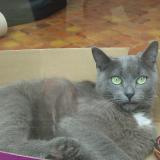 Picture of cat lost at Mimizan