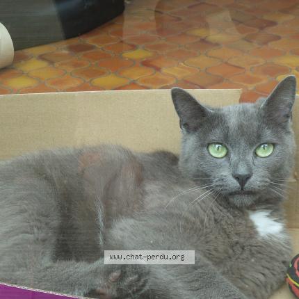 Photo 1/1 MAYBE Chat lost in Mimizan