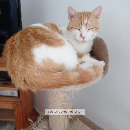 Photo 1/1 SAFRAN Chat lost in Montauban