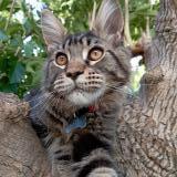 Picture of cat lost at Juvignac