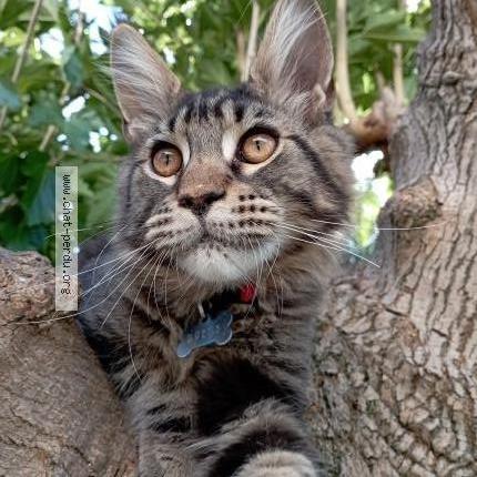 Photo 1/1 Max Chat lost in Juvignac