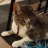 Picture of cat lost at Mauleon