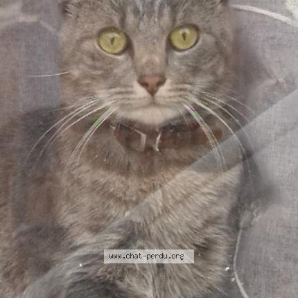 Foto 1/1 Kat teruggevonden Vermist in Gilly