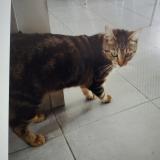 Picture of cat lost at Ancenis Saint Gereon