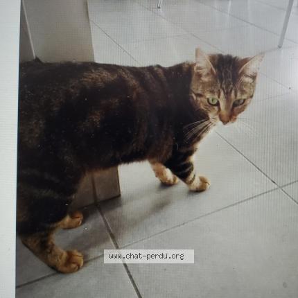 Photo 1/1 Tichou Chat lost in Ancenis saint gereon