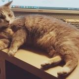 Picture of cat lost at St Lupicin