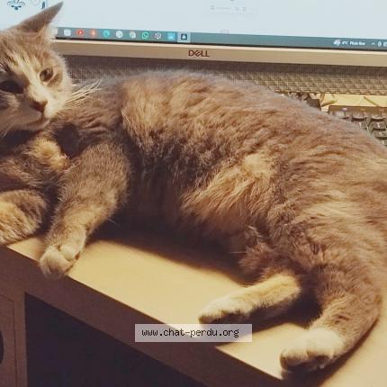 Photo 1/1 Chabal Chat lost in St lupicin